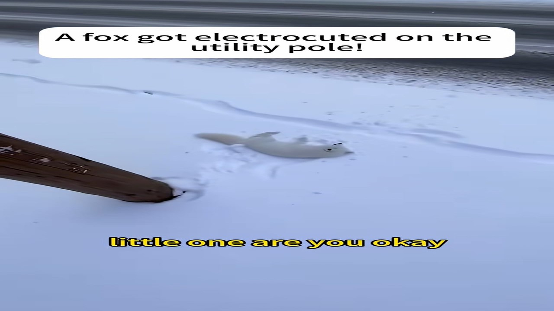 Full Video : H2406016_A fox encountered difficulties