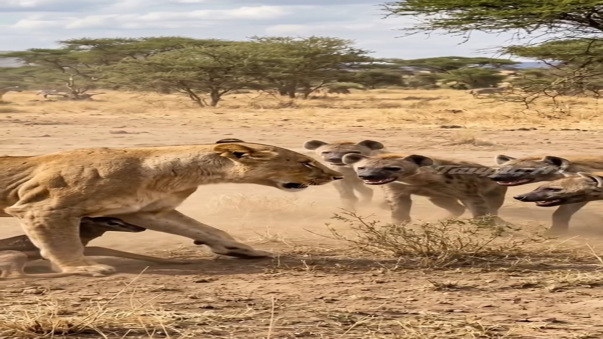 Full Video : H2406013_Naluri ibu, singa ini melindungi anak rusa dari hyena Taupiq AI