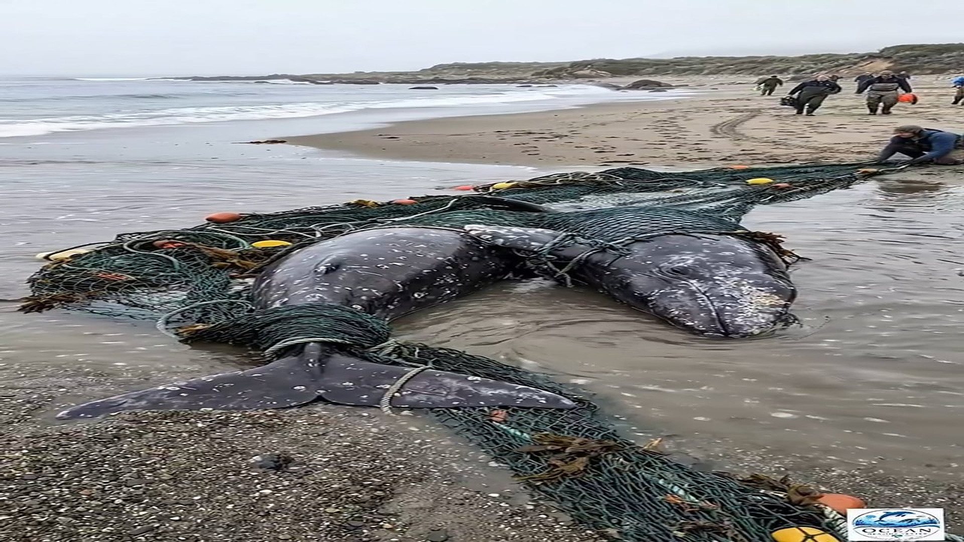 Full Video : H2406012_Together, we can turn a rescue into a miracle