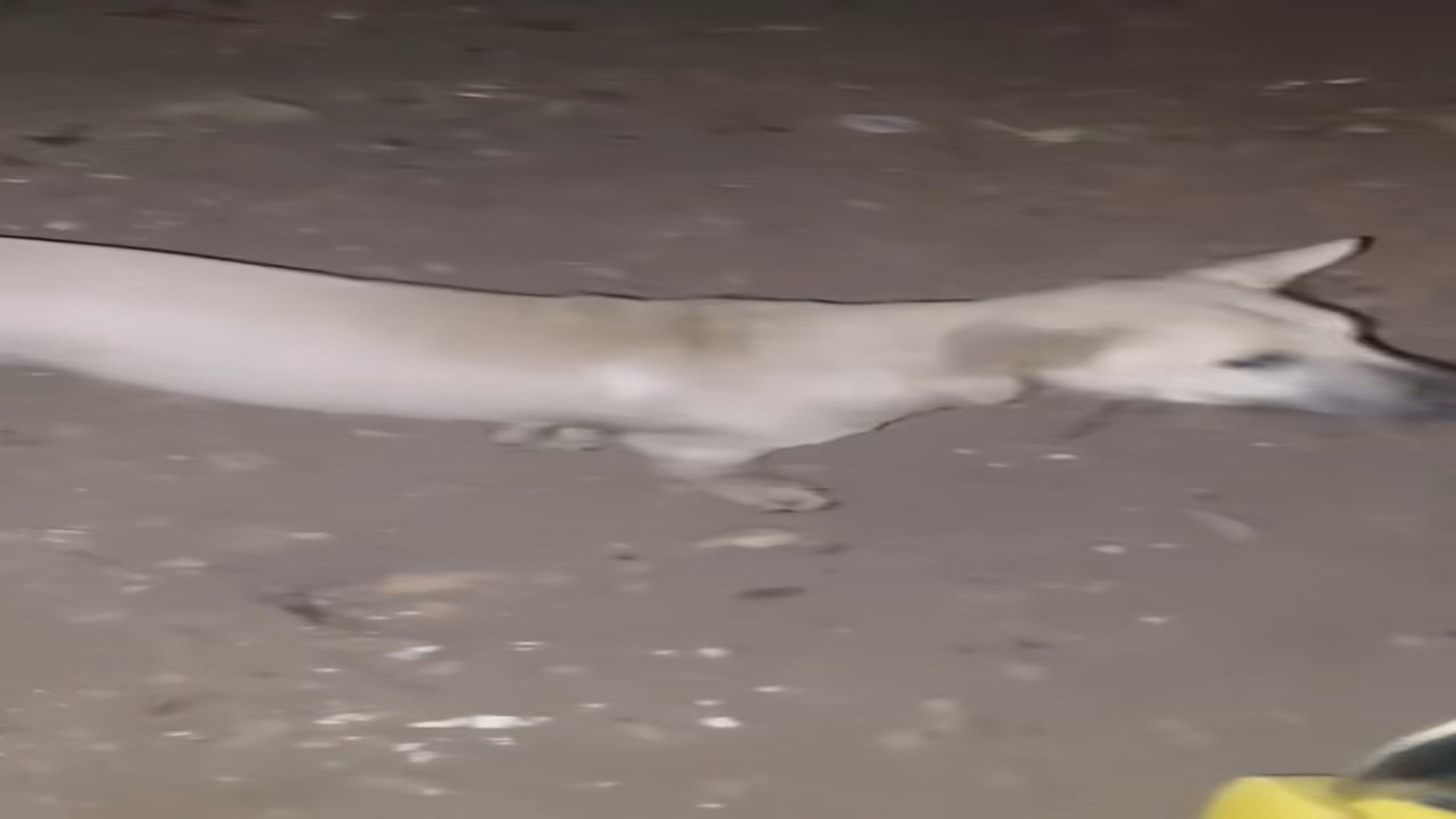 Full Video : H2406011_“This loyal dog found help just in time to save his friend.” �❤️