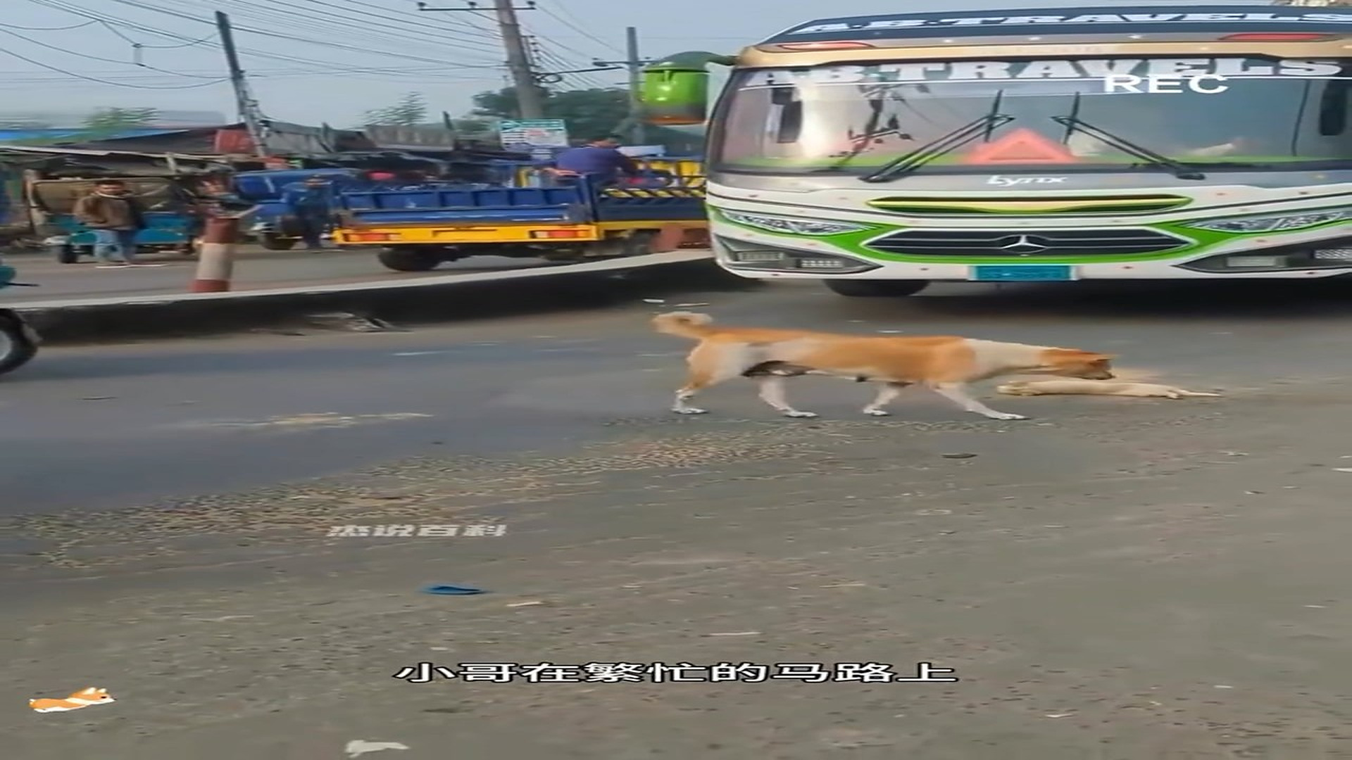 Full Video : H2406002_Tiny Animal Survives After A Touching Rescue