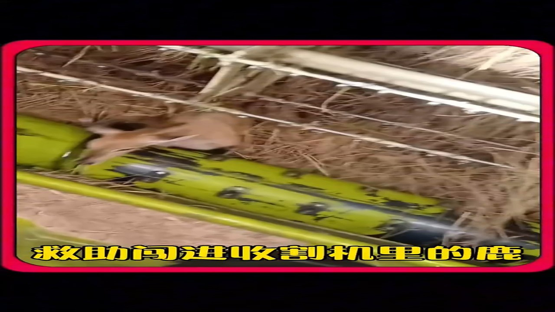 Full Video : H2406006_Abandoned Animal Finally Finds Hope