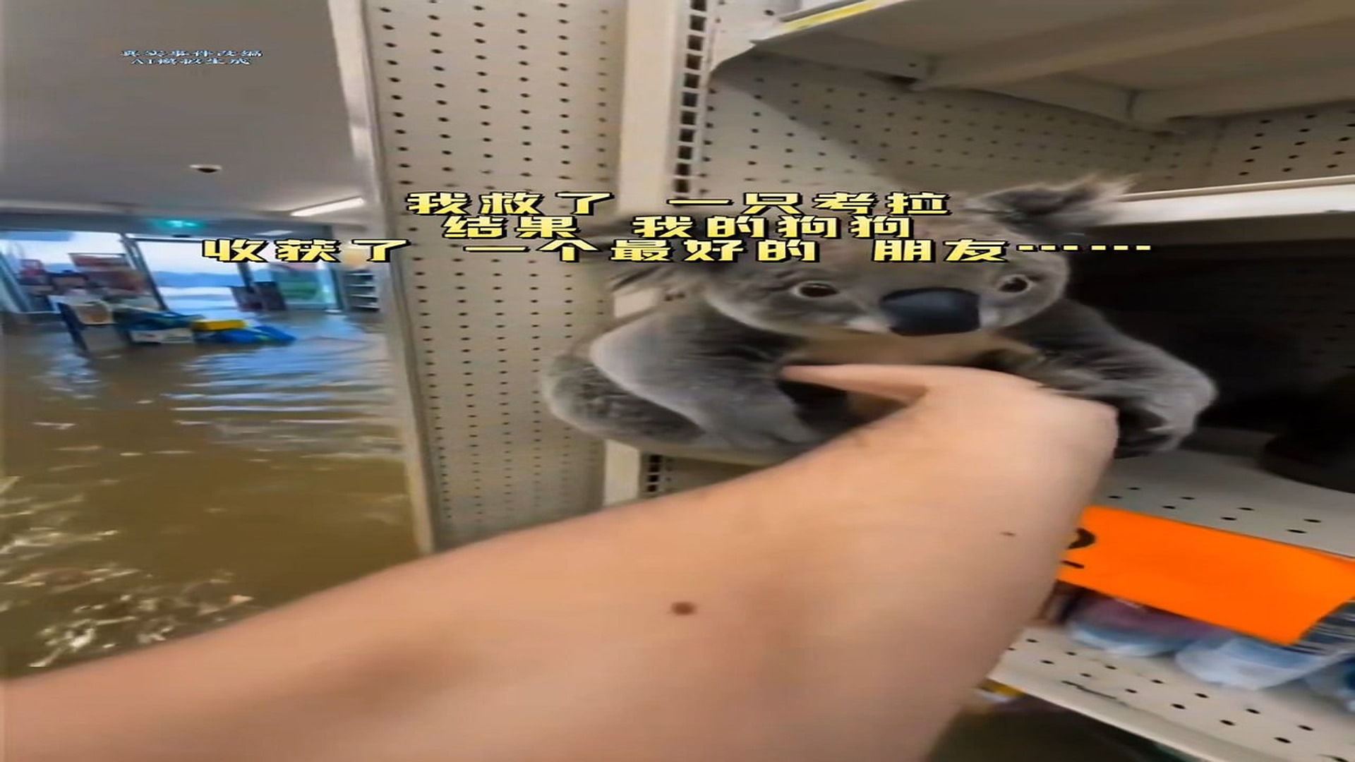 Full Video : H2406004_Weak Animal Finally Finds Safety And Care