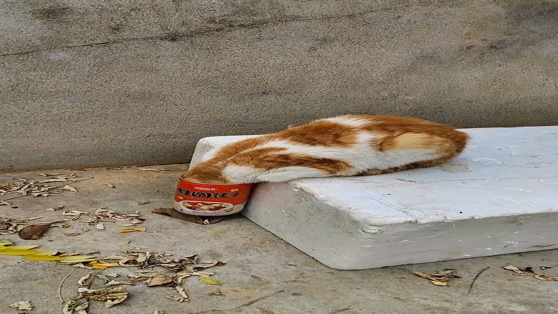 Full Video : H2406003_Poor Animal Was Left Alone But Not Forgotten