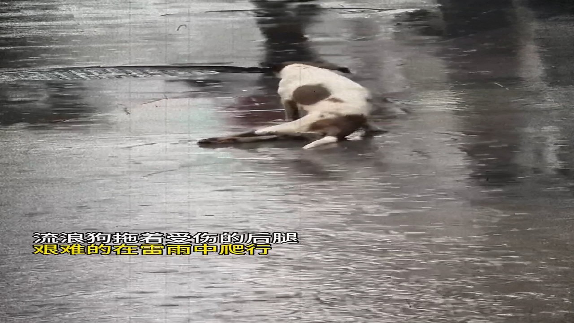 Full Video : H2706001_Lost Animal Waits Quietly For Rescue