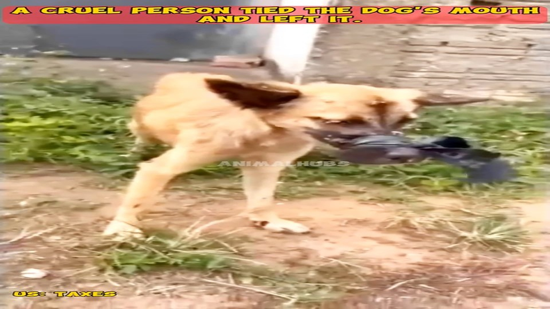 Full Video : H2706024_Animal Rescue Moment That Feels Like A Miracle