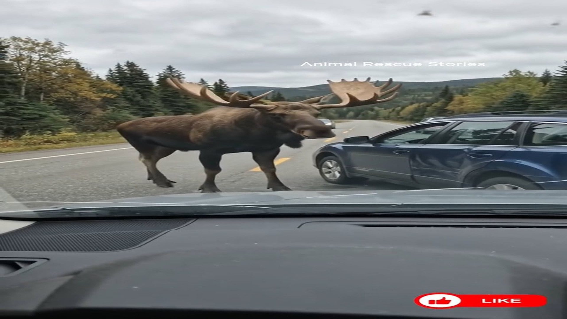 Full Video : H2706022_A moose blocked a car to plead help humans to assist its fawn
