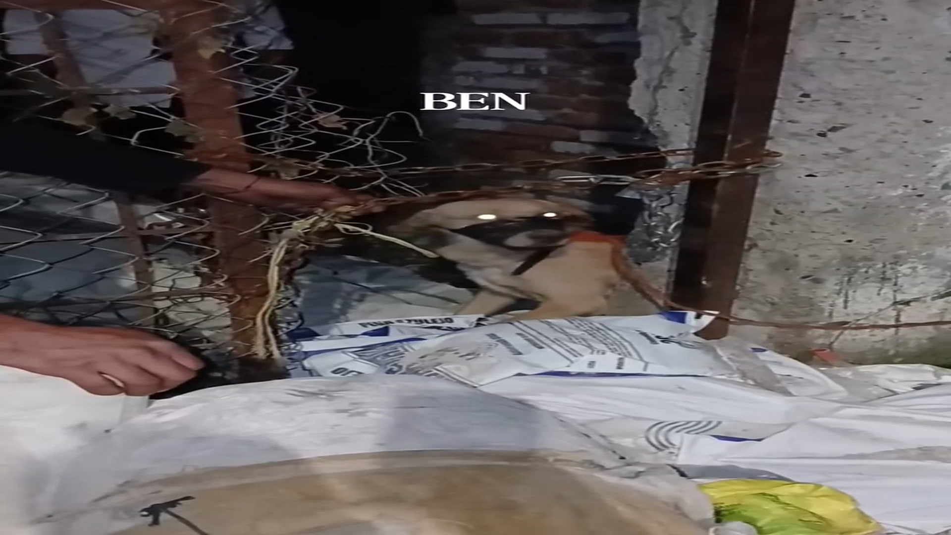 Full Video : H2706021_BEN His story is strong, tied up in a vacant lot, abused, with a