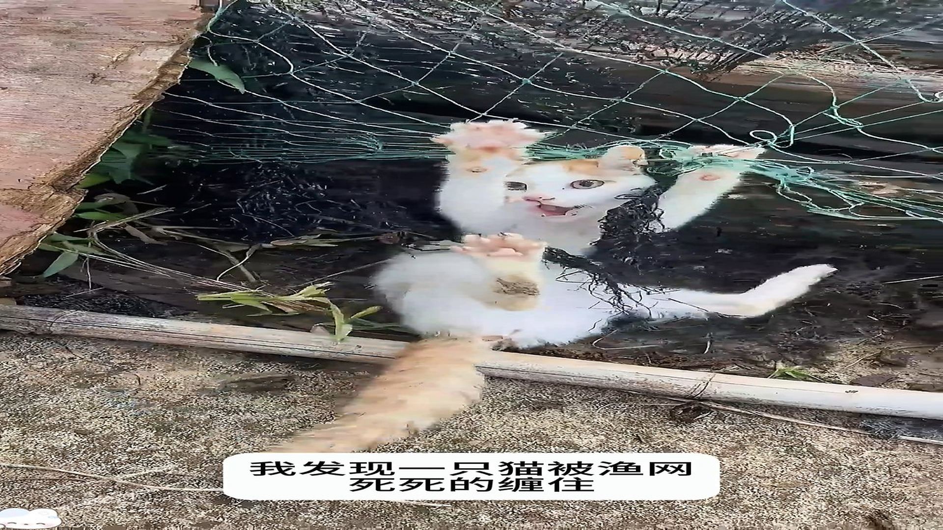 Full Video : H2706017_Little Animal Saved From A Dangerous Place