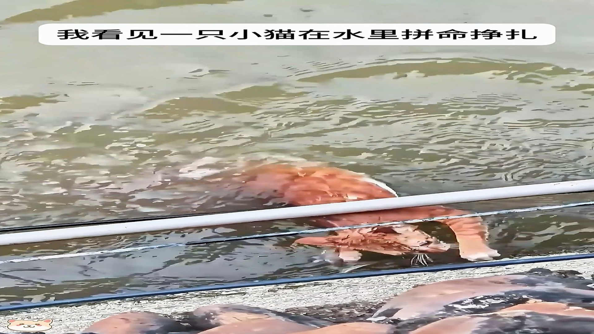 Full Video : H2706015_Trapped Animal Cries For Rescue