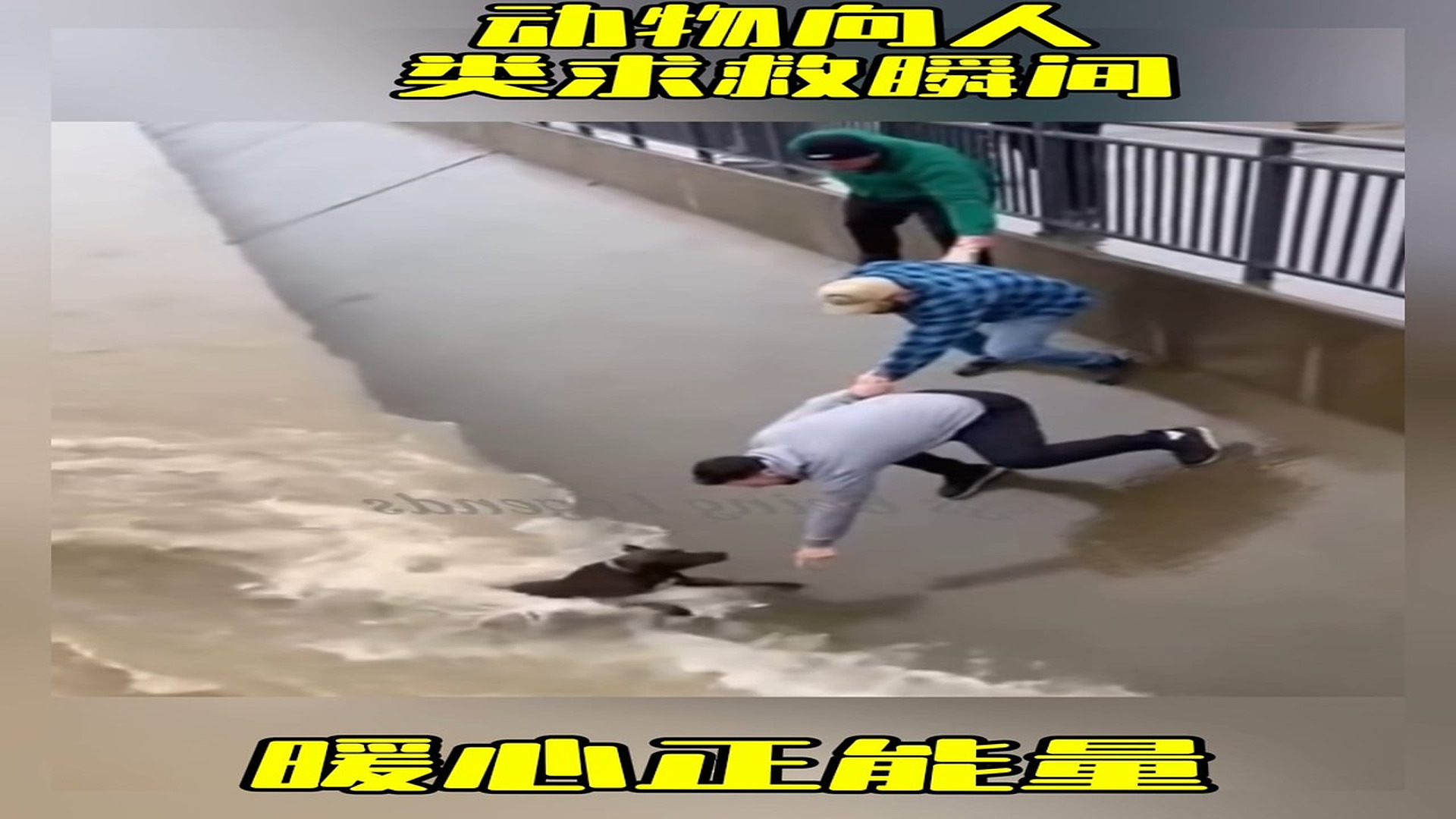 Full Video : H2706014_Abandoned Animal Found Crying For Help