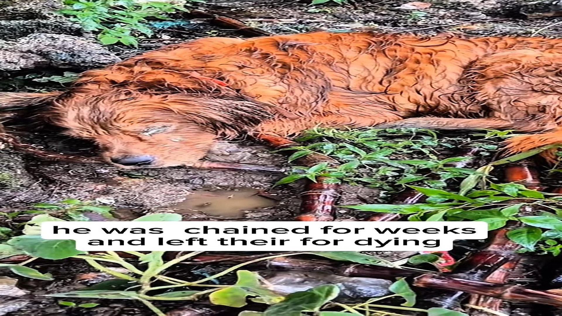 Full Video : H2606026_They said he was chained for weeks,the owner left him in an abondend house and never came back,story