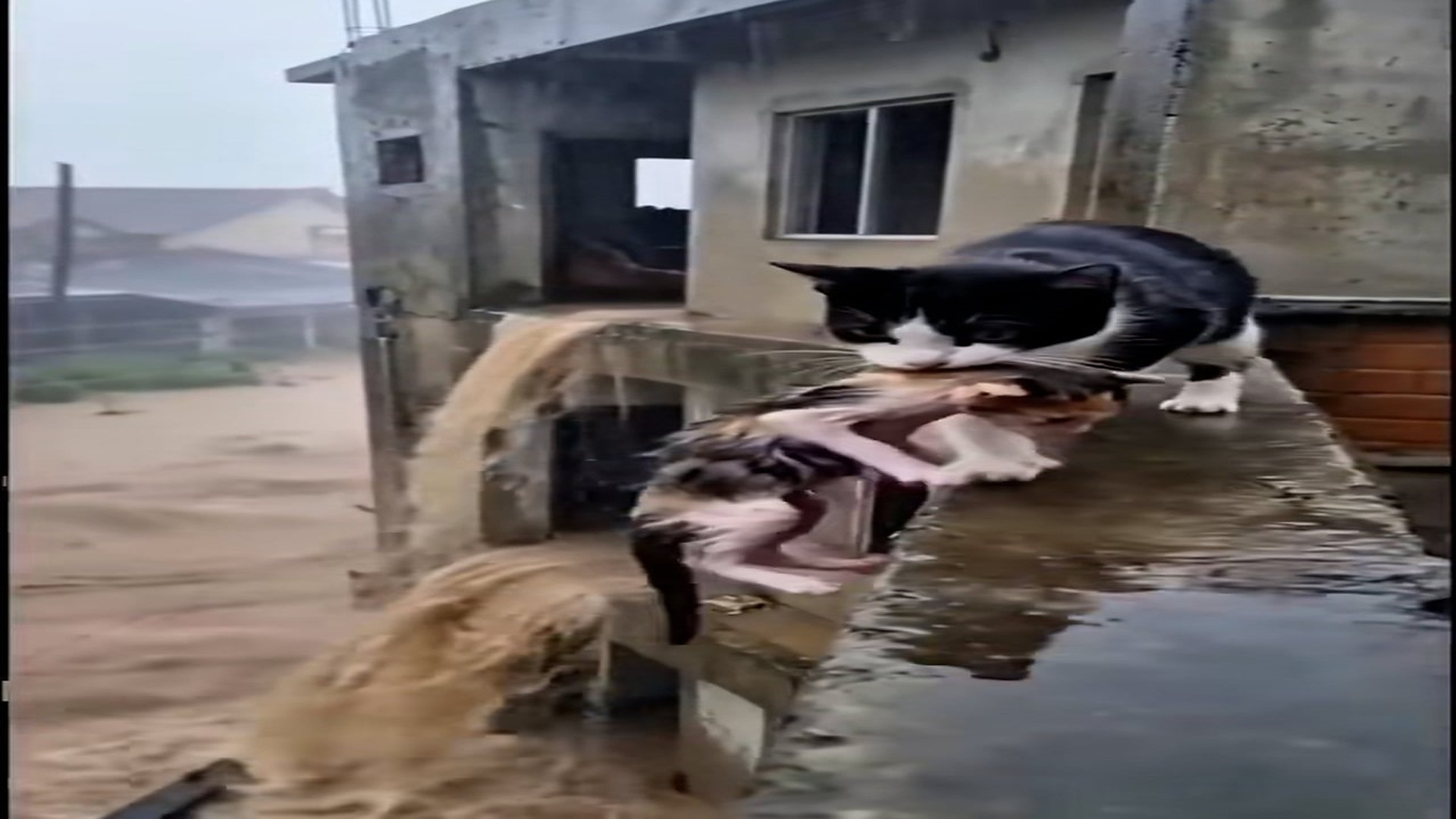 Full Video : H2606016_Facing Death in a Terrifying Flood… A Last Moment Incredible Rescue of a Mother Cat and Her Tiny Kit