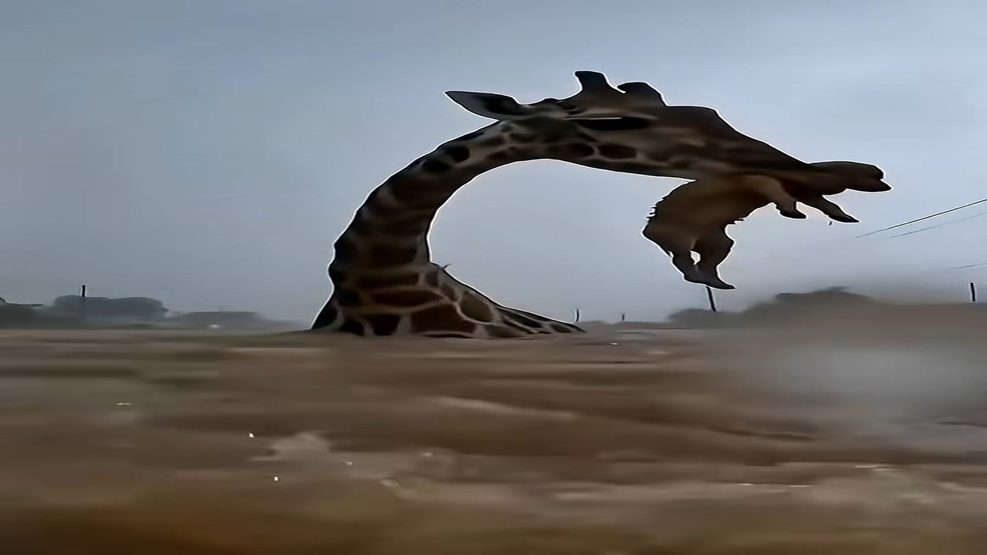 Full Video : H2606014_Didn't expect the mother dog to survive