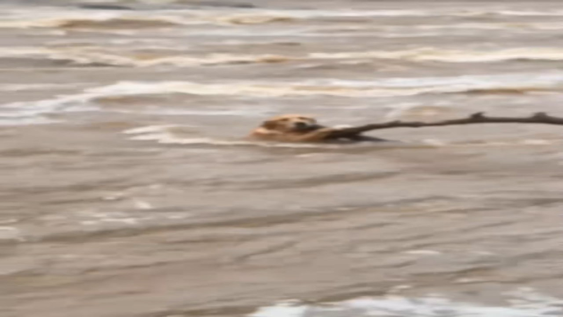 Full Video : H2606013_A woman jumped into a raging river to save a Golden Retriever clinging to a branch…