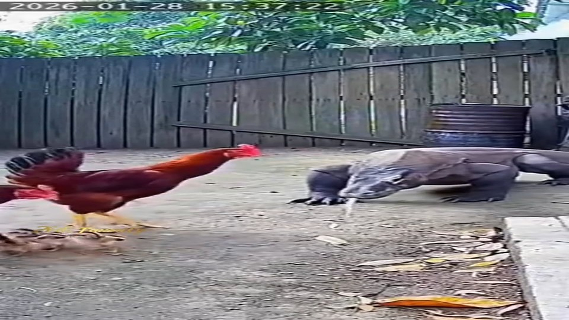 Full Video : H2606012_A mother’s love knows no fear �❤️ Watch this brave mother hen stand her ground and fiercely protect