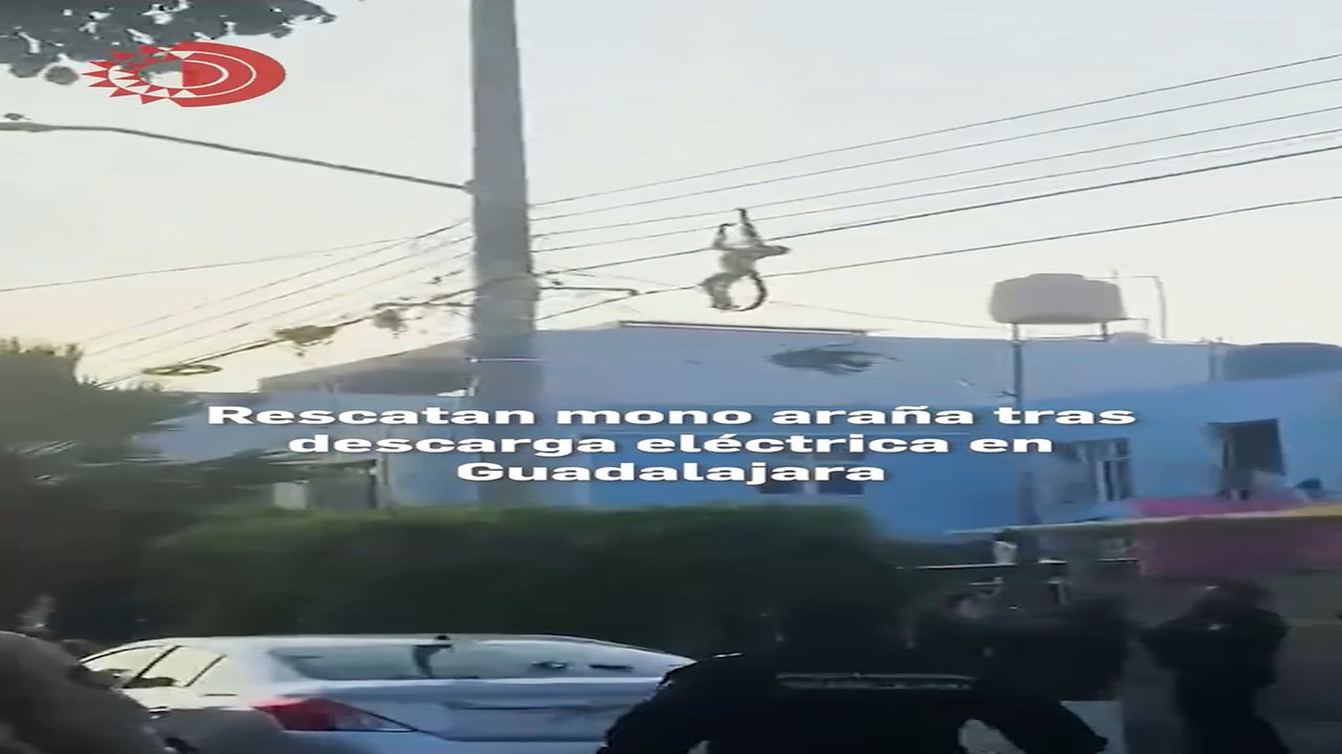 Full Video : H2606010_Rescatan mono araña tras sufrir descarga eléctrica en Guadalajara el