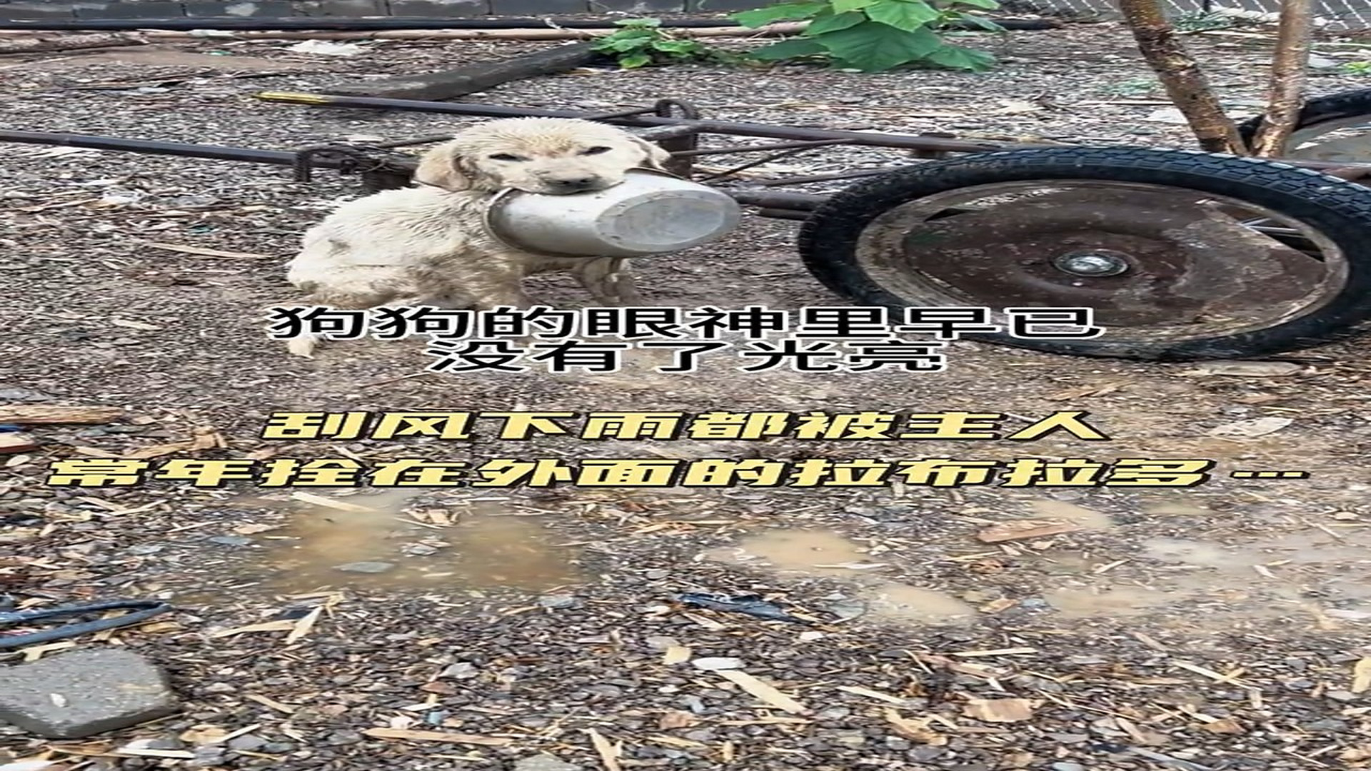 Full Video : H2906005_Abandoned Animal Found Crying For Help