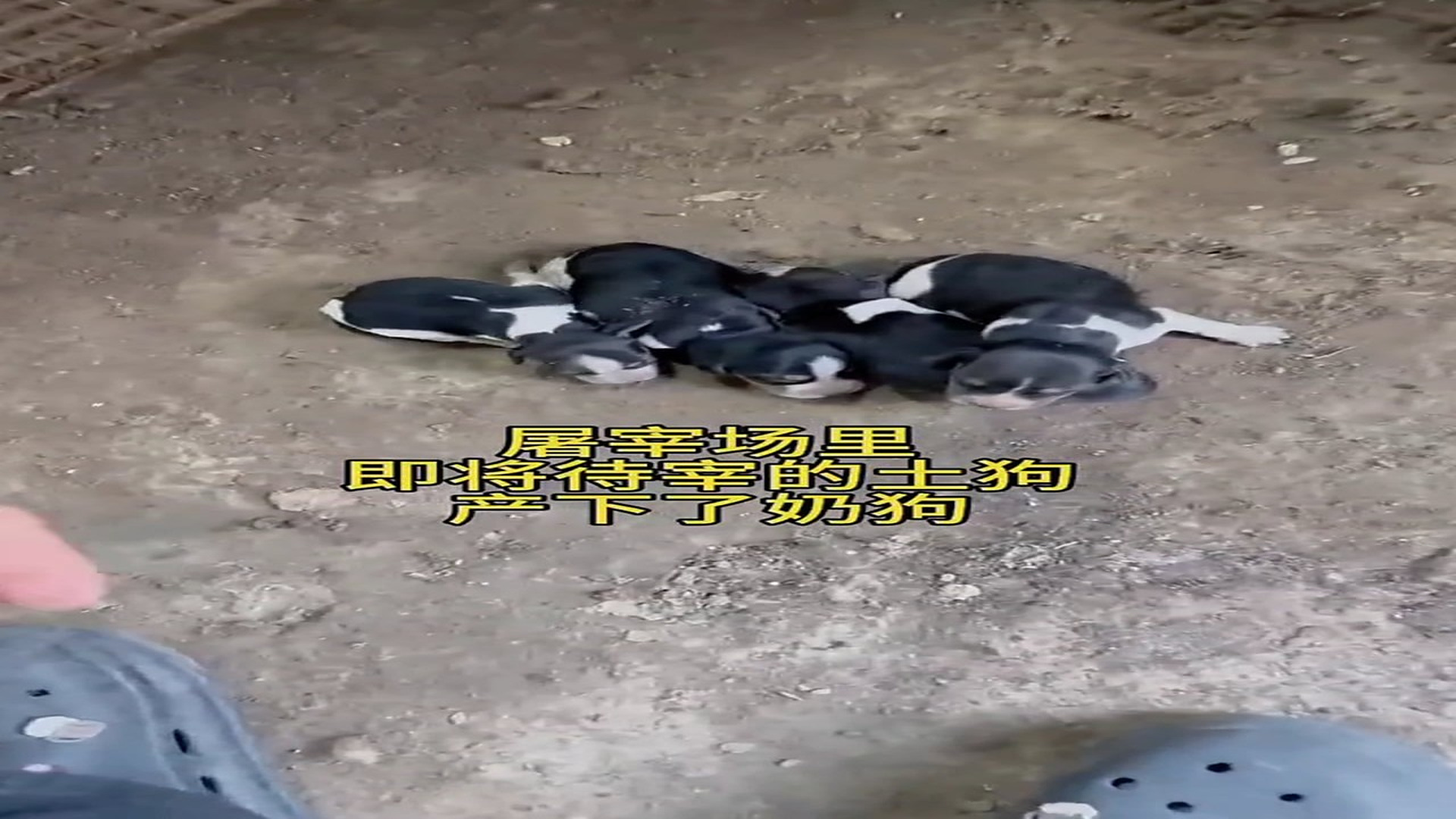 Full Video : H2906004_Tiny Animal Saved From A Dangerous Place