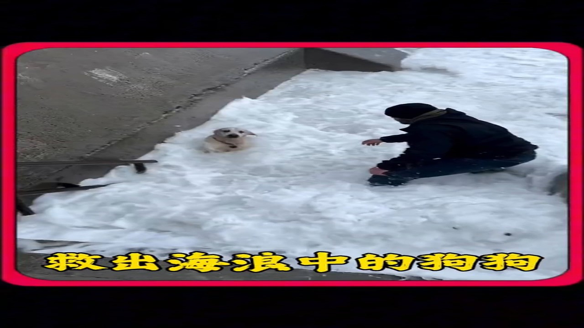 Full Video : H2906014_Wild Animal Rescued From A Dangerous Situation
