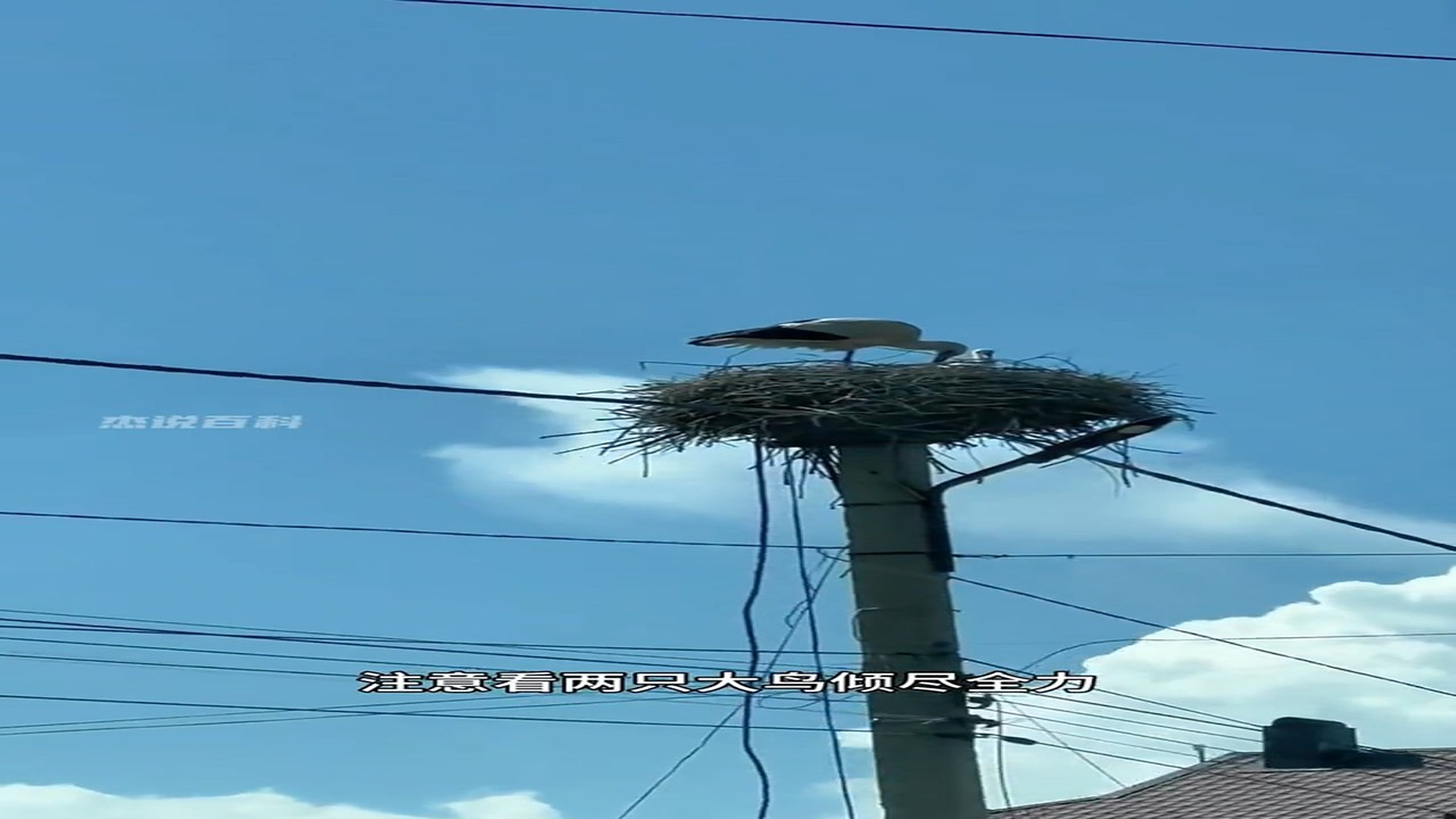 Full Video : H2906016_Abandoned Animal Starts A New Life After Rescue