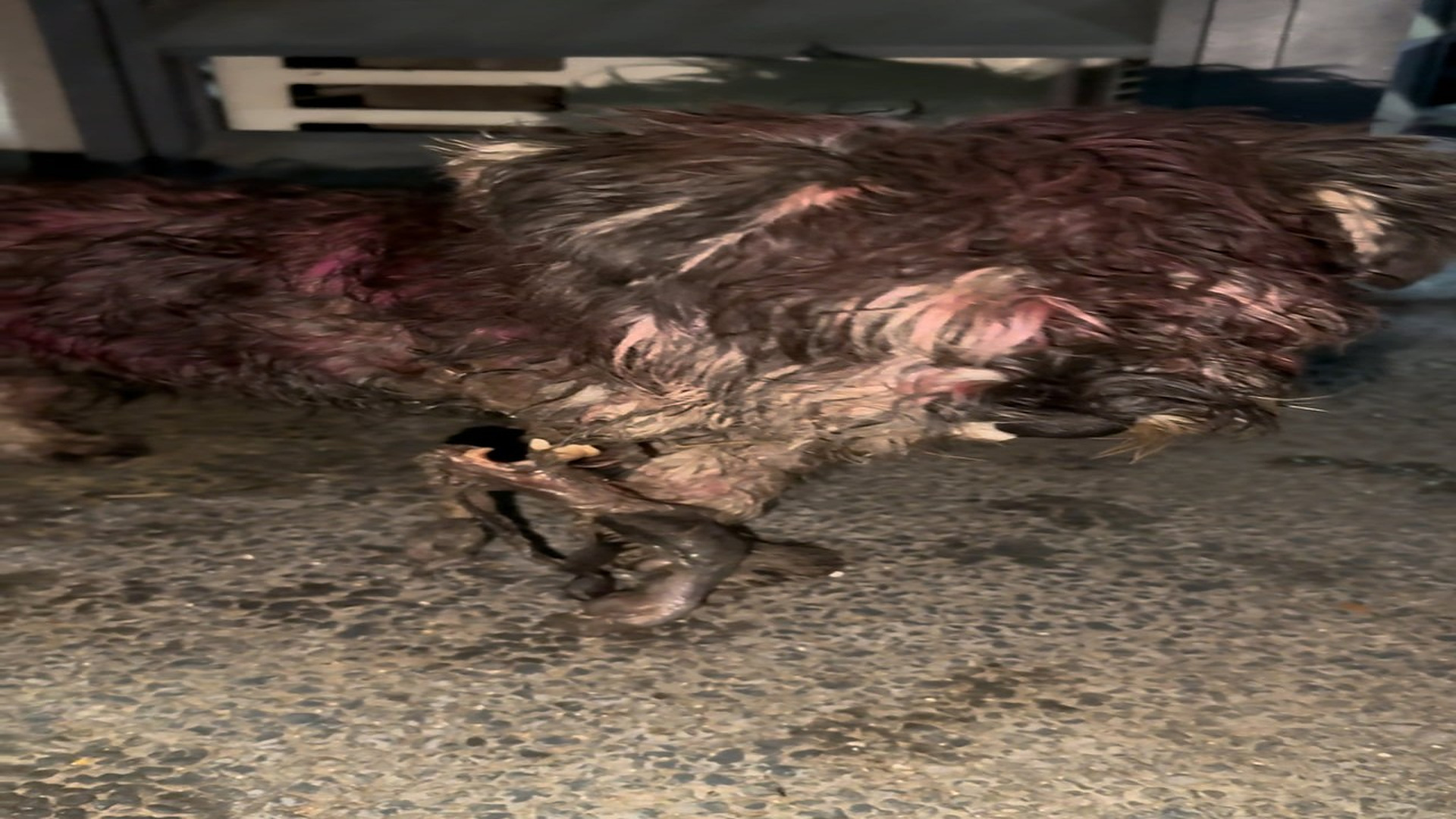 Full Video : H2906012_Abandoned Animal Finally Gets A New Hope