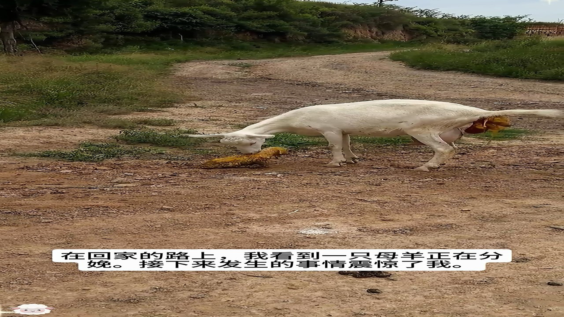 Full Video : H2906010_Tiny Animal Gets A Miracle Rescue