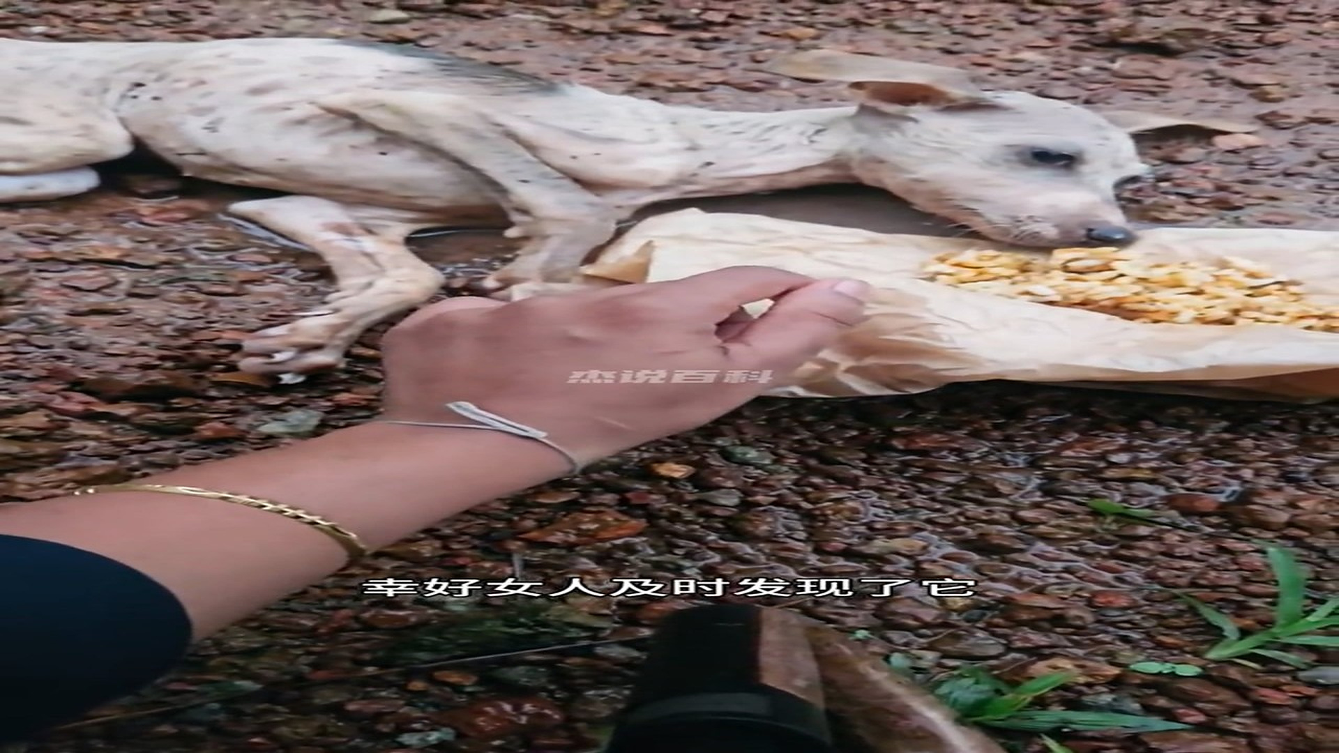 Full Video : H2906013_Tiny Animal Survives After A Touching Rescue