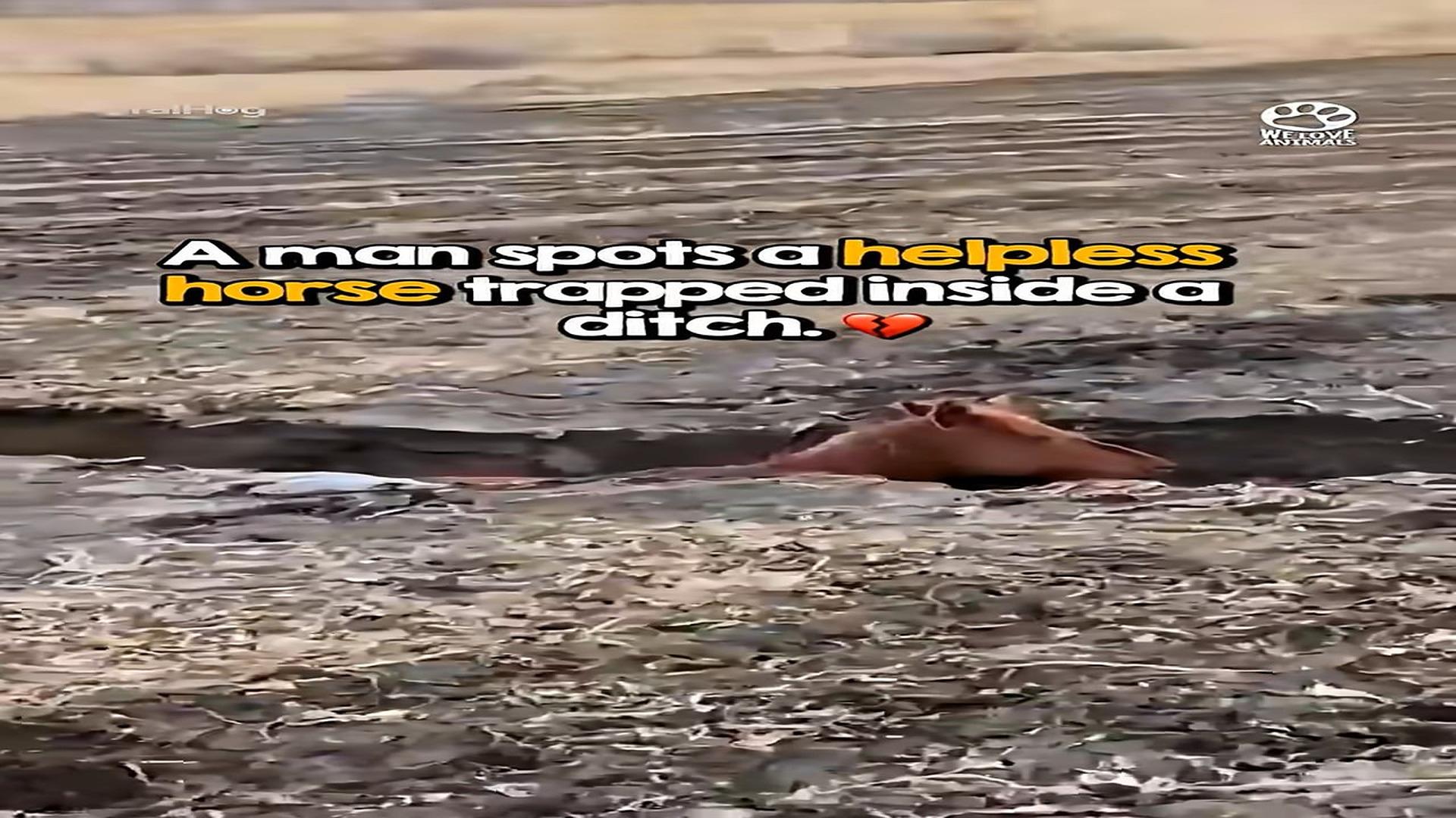 Full Video : H2906029_Locals unite to save pregnant horse from a deep ditch ���