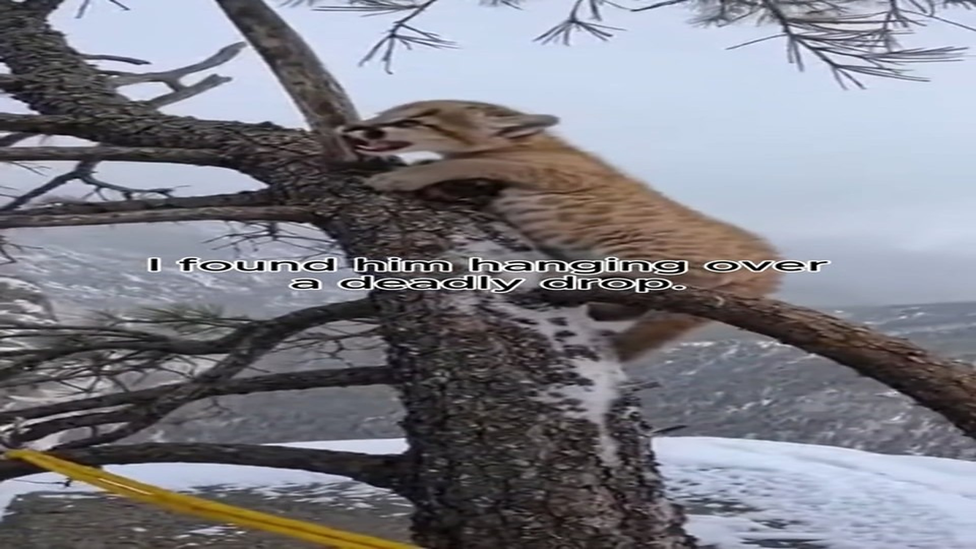 Full Video : H2906027_I found this baby cougar hanging over nothing