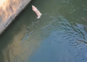 H2105018_Today, while I was out for a walk, I suddenly discovered a dog that had fallen into the water under