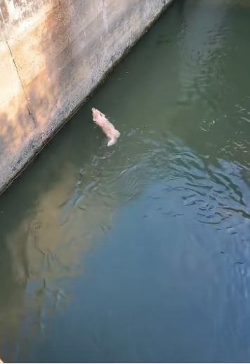 H2105018_Today, while I was out for a walk, I suddenly discovered a dog that had fallen into the water under