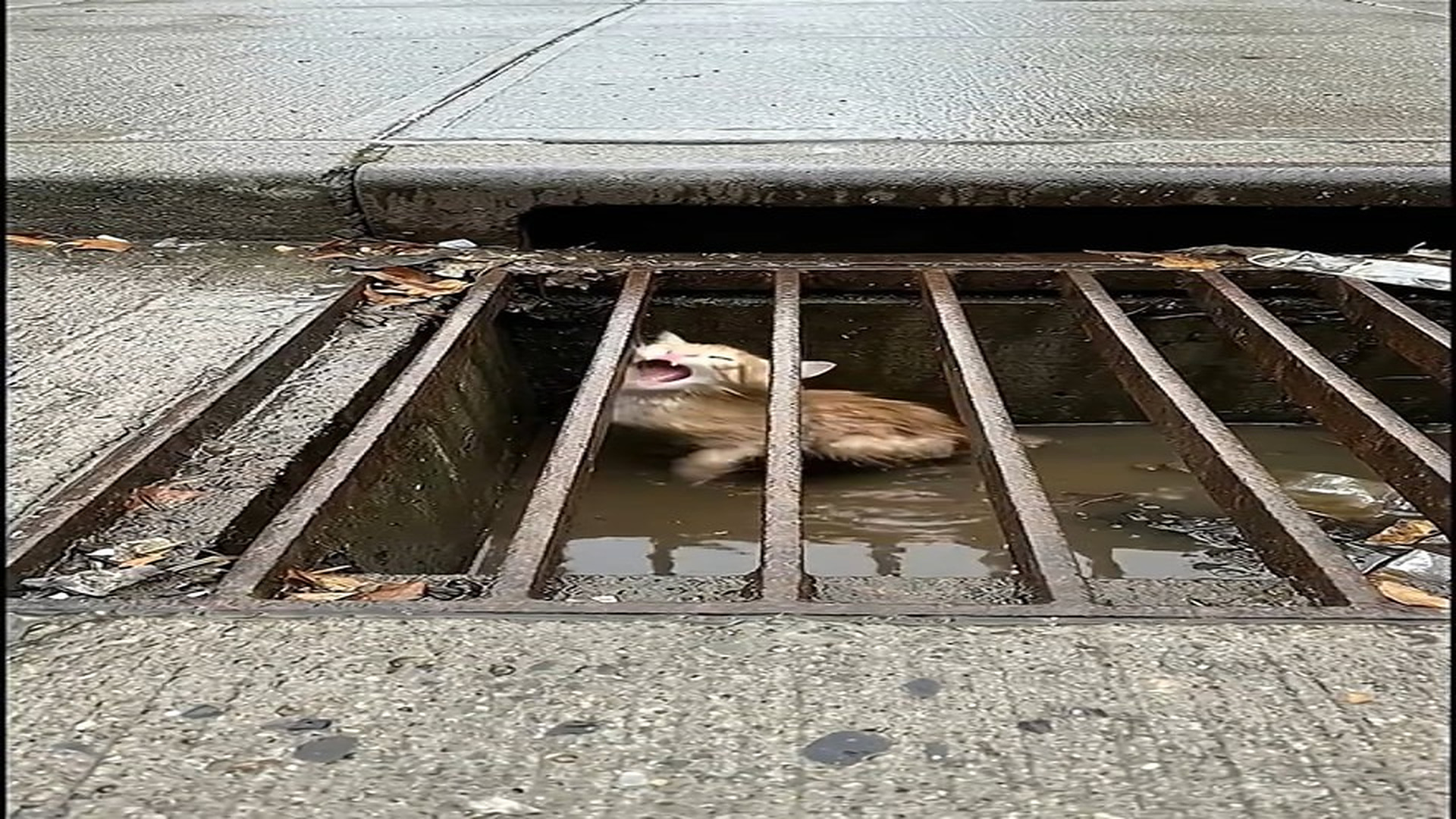 Full Video : H3006037_Tiny cries. Dark storm drain. One terrified kitten with no way out. ��