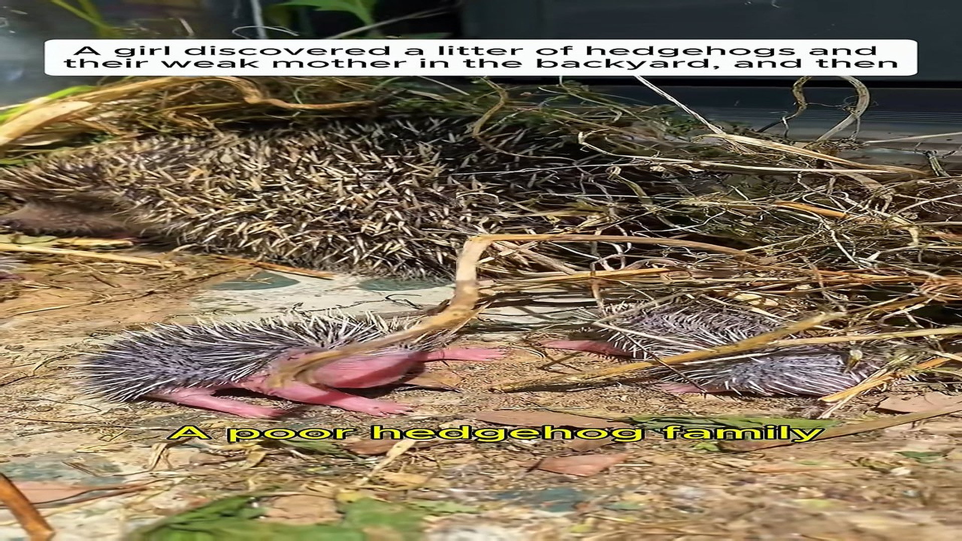 Full Video : H3006034_Saving a hedgehog family in need