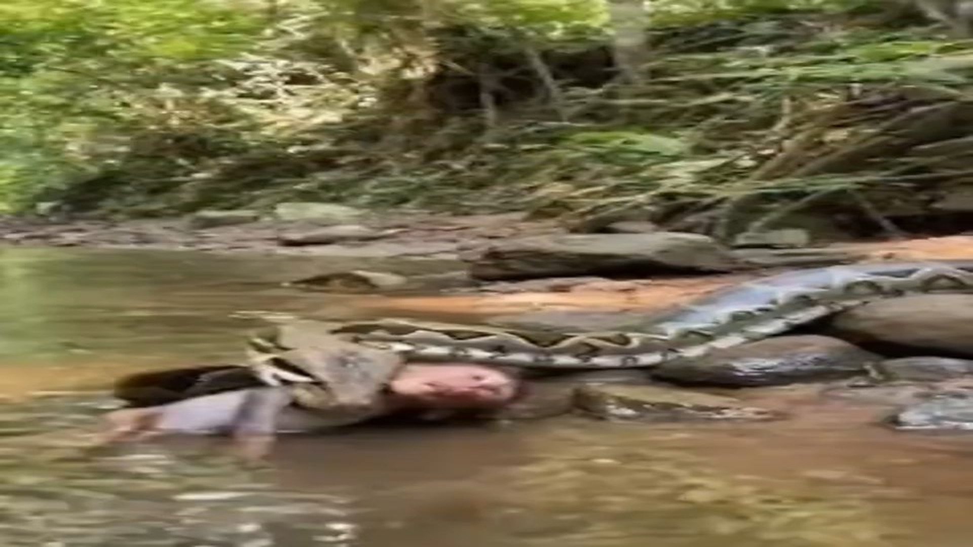 Full Video : H3006023_Hero Mama Monkey Saves Baby Monkey from Danger �❤️