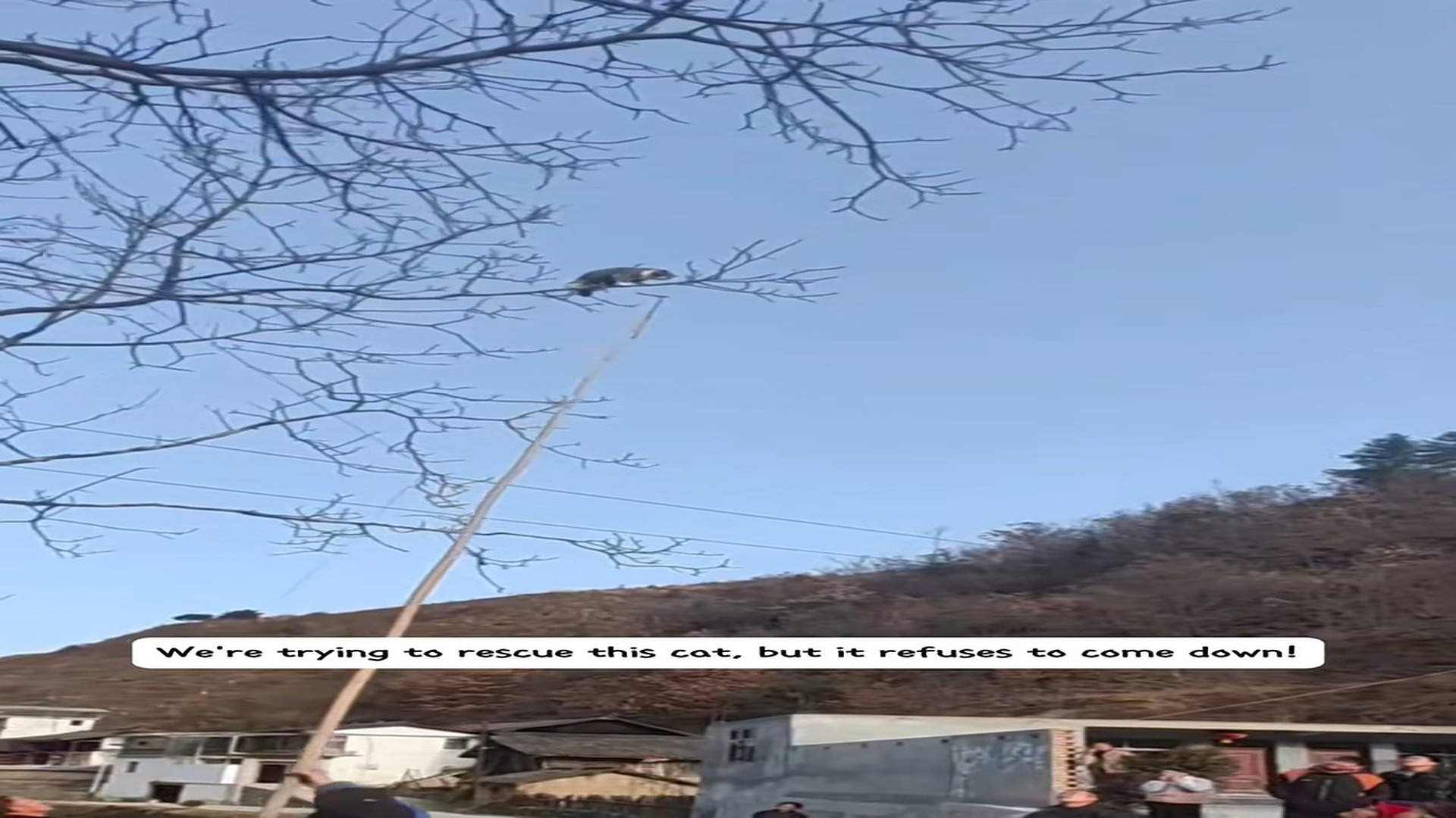 Full Video : H3006024_How does this cat climb the tree