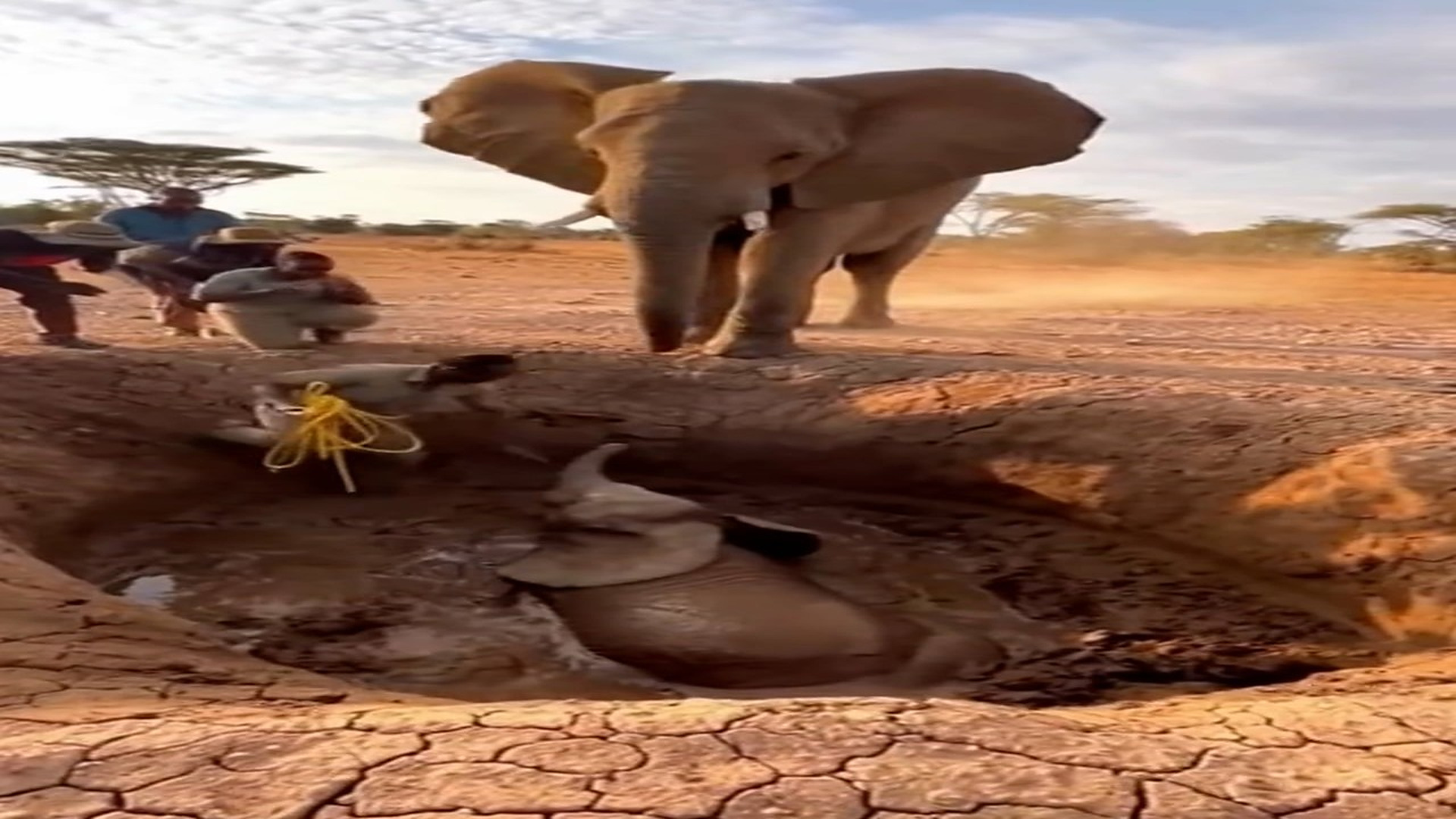 Full Video : H3006021_Helping the baby elephant from the mud ditch