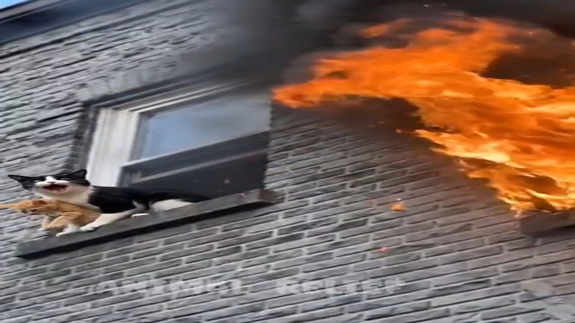 Full Video : H3006019_Brave Rescue Two Cats Saved from Fire ��Two cats were trapped in a dangerous fire. A brave rescue