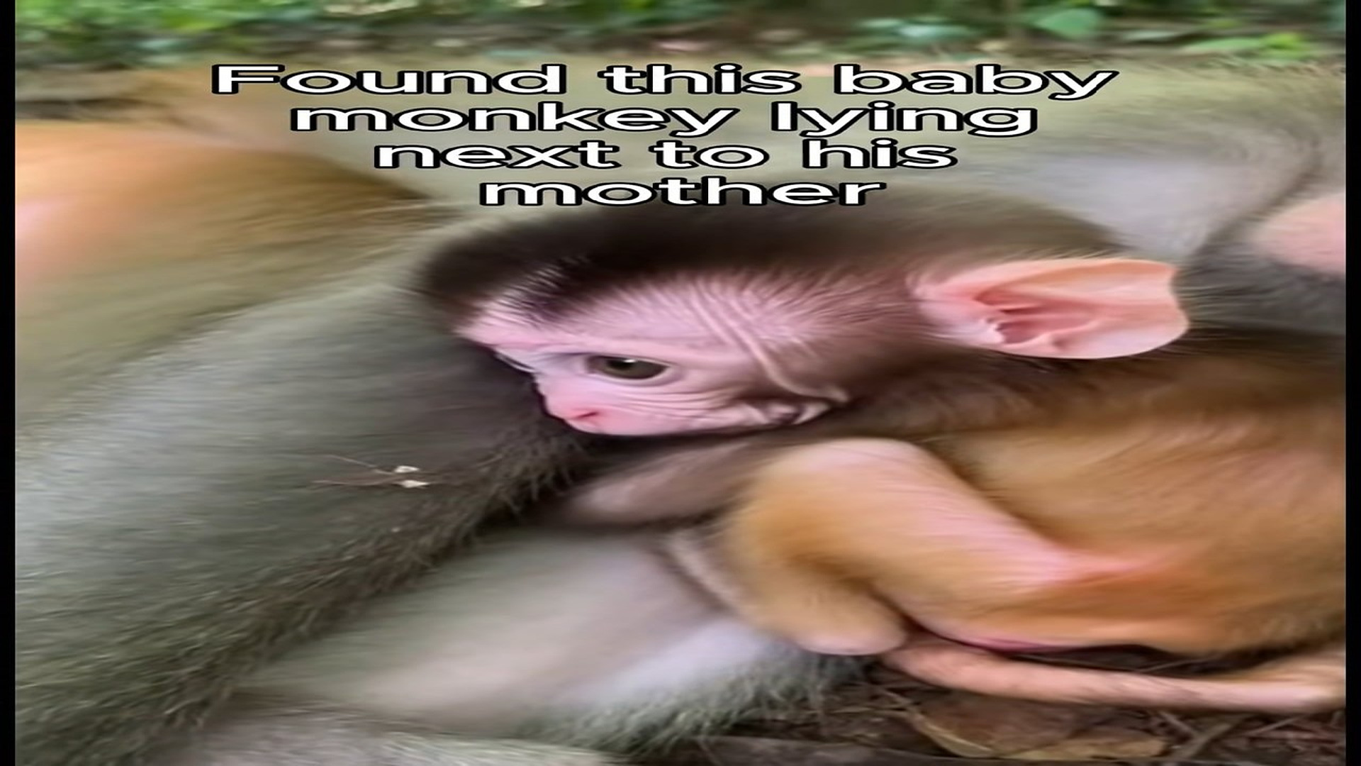 Full Video : H3006018_Baby monkey has family now