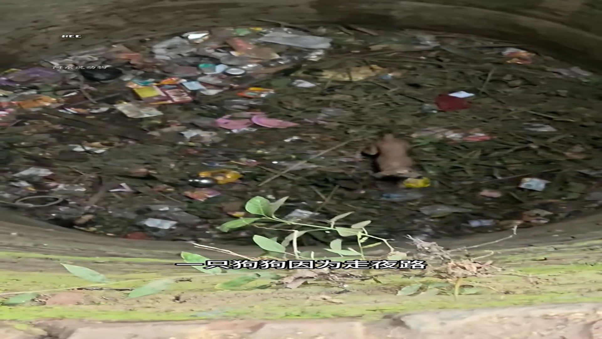 Full Video : H3006005_A Weak Animal Finally Finds Safety