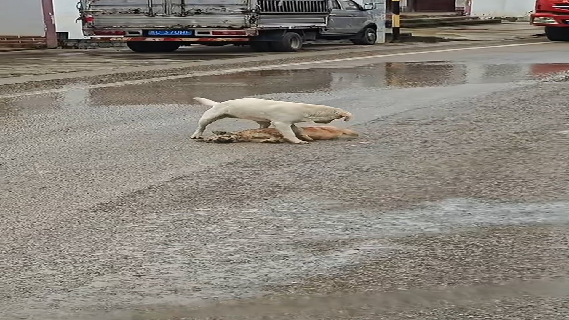 Full Video : H0107040_Today while driving, I came across the first dog that had already been hit and run over by many cars