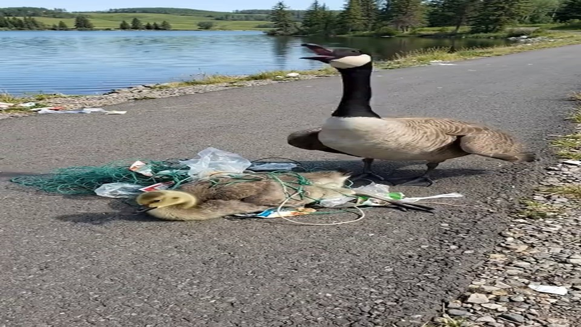 Full Video : H0107038_The kind old man rescued a gosling on the road by the lake. Video with the message Protect the envi