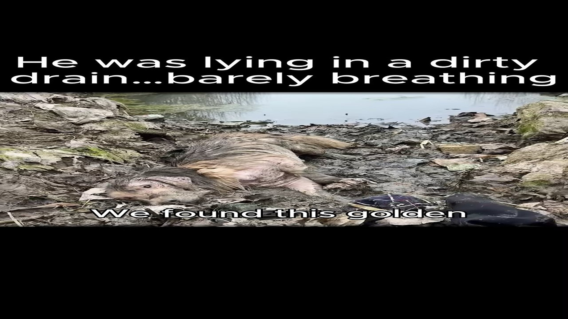 Full Video : H0107037_Sick golden retriever left to die in a filthy ditcth
