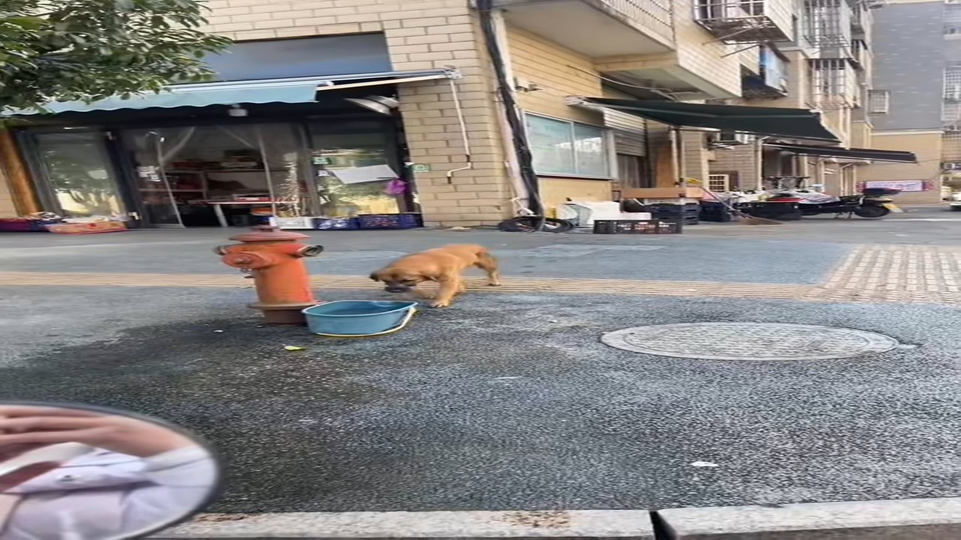 Full Video : H0107035_She can no longer eat or drink. If anyone finds her, please contact us immediately. We’re begging yo