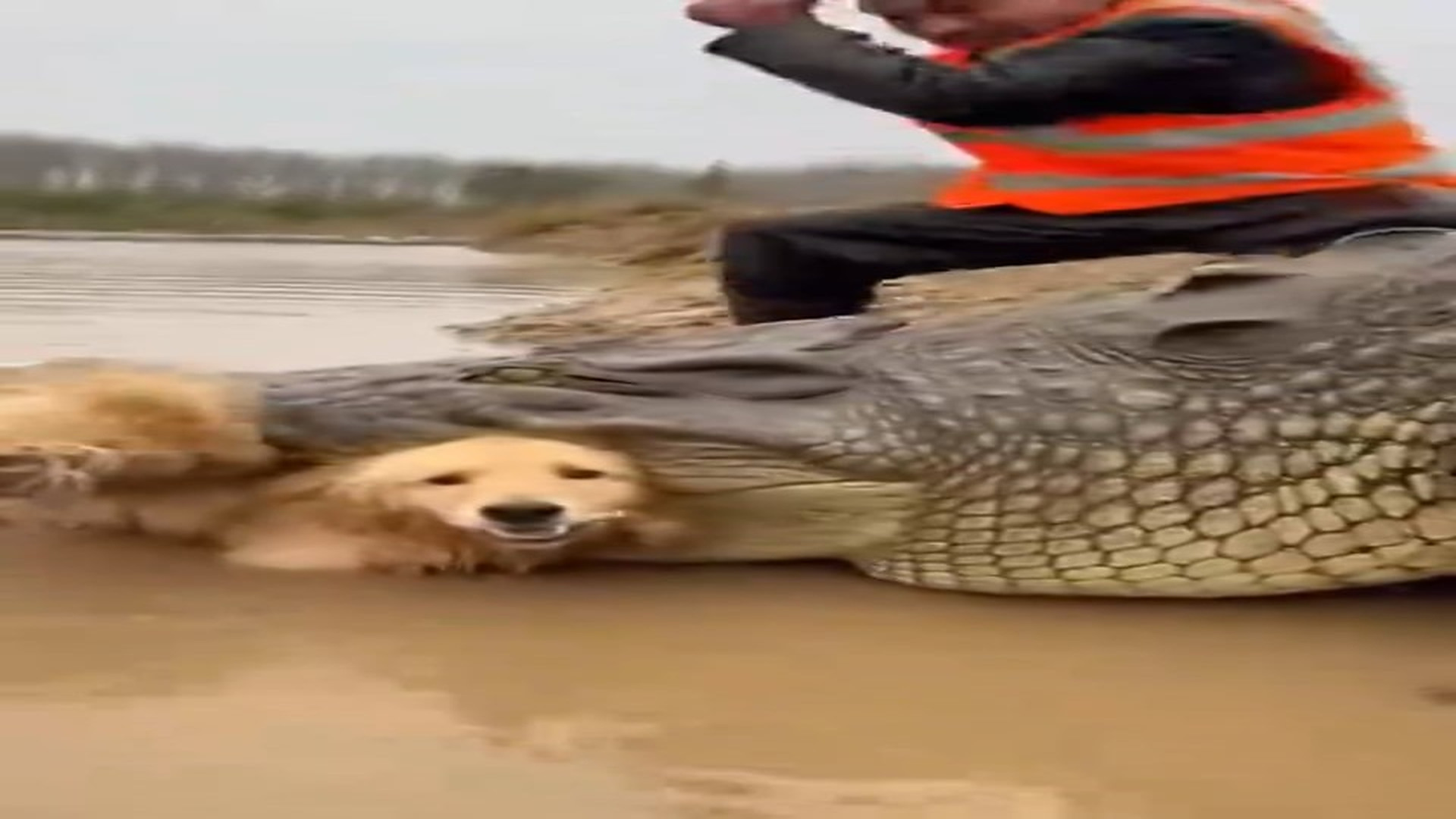 Full Video : H0107030_Pure bravery � A true hero steps in to save a helpless golden retriever. Is the pup going to be oka