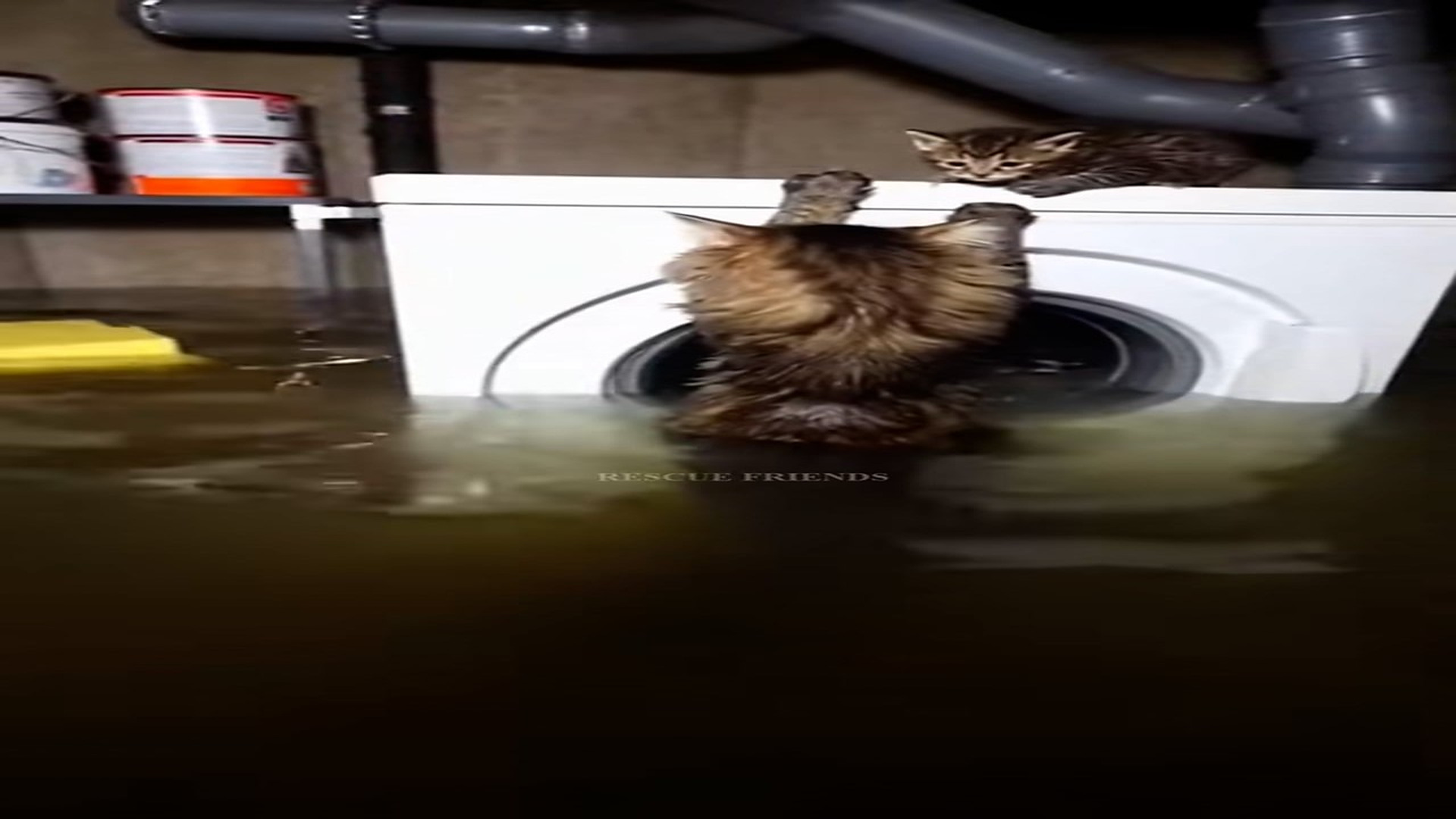 Full Video : H0107033_Rescue Kitten saved from flood