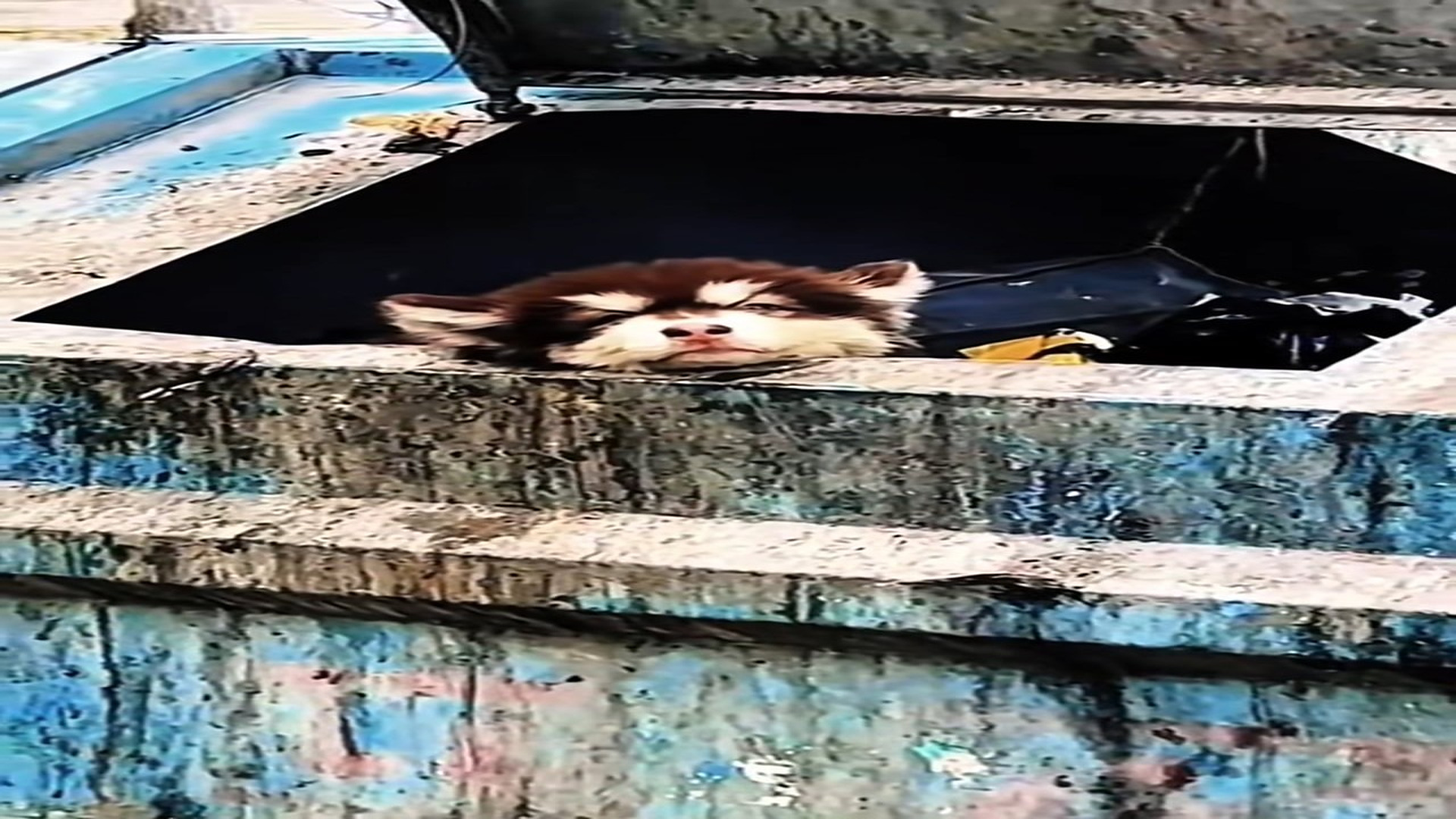 Full Video : H0107031_Rescued Animal Takes Its First Step Toward Safety