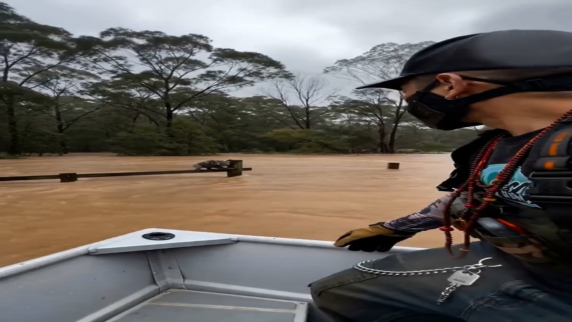 Full Video : H0107027_Injured Animal Finally Receives Help