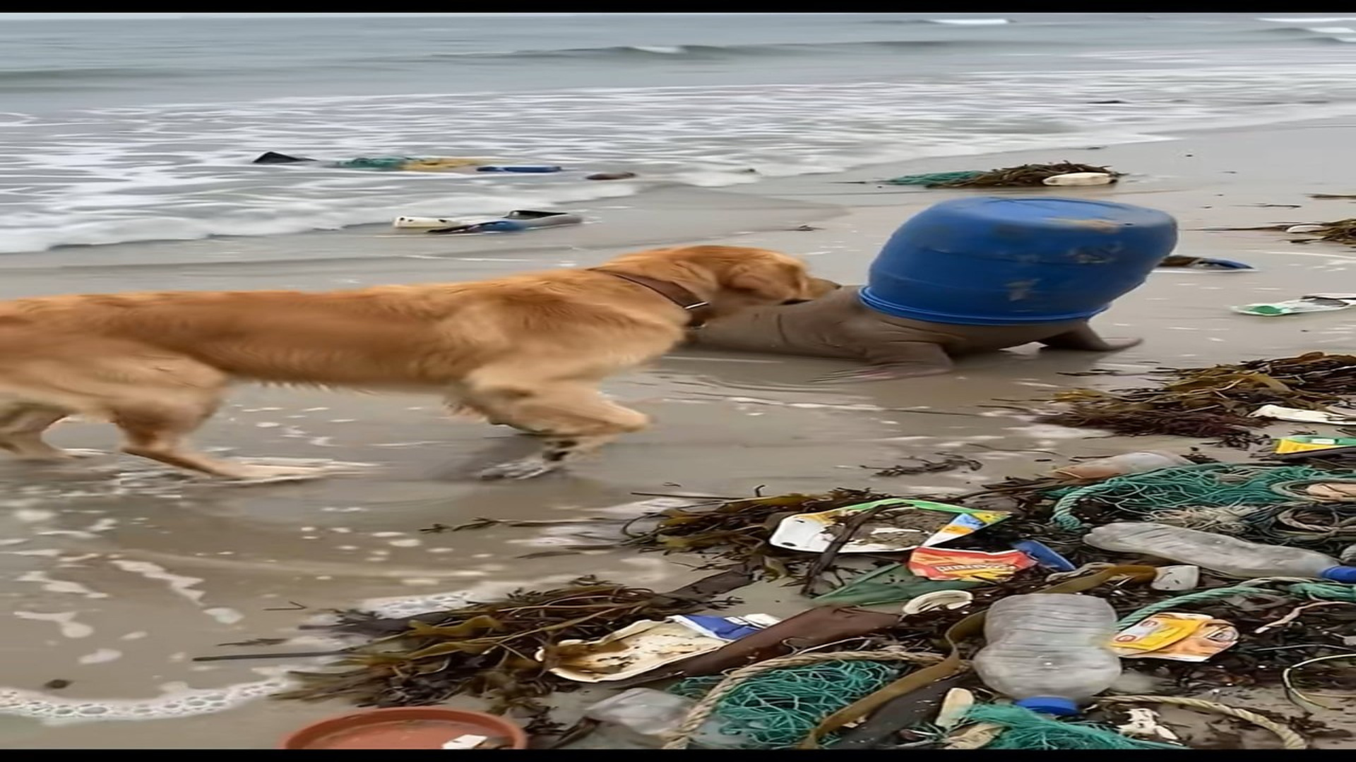 Full Video : H0107023_Golden rescues a trapped seal from a plastic barrel! �❤️