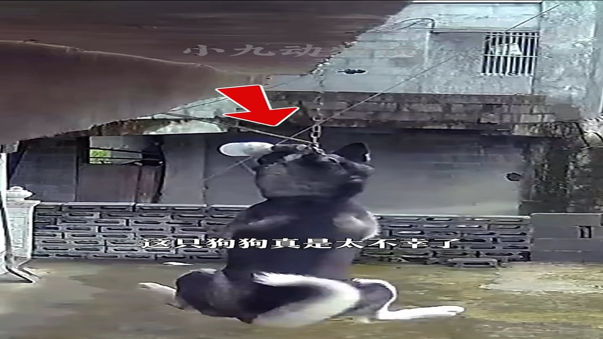 Full Video : H0107012_A Weak Animal Finally Finds Safety